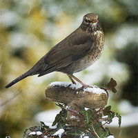 Buy canvas prints of FEMALE BLACKBIRD by Anthony R Dudley (LRPS)