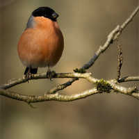 Buy canvas prints of MALE BULLFINCH by Anthony R Dudley (LRPS)