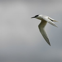 Buy canvas prints of SANDWICH TERN by Anthony R Dudley (LRPS)
