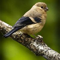 Buy canvas prints of YOUNG BULLFINCH #1 by Anthony R Dudley (LRPS)