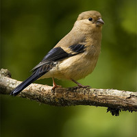 Buy canvas prints of YOUNG BULLFINCH #2 by Anthony R Dudley (LRPS)