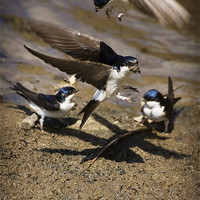 Buy canvas prints of HOUSE MARTINS IN THE MUD by Anthony R Dudley (LRPS)
