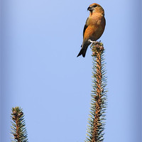 Buy canvas prints of CROSSBILL by Anthony R Dudley (LRPS)