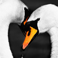 Buy canvas prints of SWAN EMBRACE by Anthony R Dudley (LRPS)