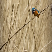 Buy canvas prints of KINGFISHER IN THE REEDS by Anthony R Dudley (LRPS)