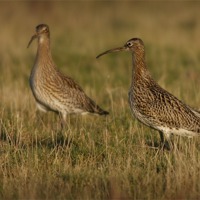 Buy canvas prints of CURLEWS IN THE WINTER SUN by Anthony R Dudley (LRPS)