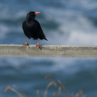 Buy canvas prints of CHOUGH #2 by Anthony R Dudley (LRPS)