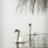 Buy canvas prints of SWANS IN THE MIST #2 by Anthony R Dudley (LRPS)