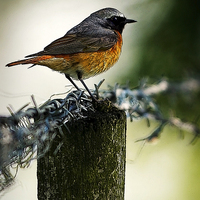 Buy canvas prints of COMMON REDSTART by Anthony R Dudley (LRPS)