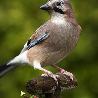 Buy canvas prints of JAY by Anthony R Dudley (LRPS)