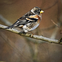 Buy canvas prints of BRAMBLING by Anthony R Dudley (LRPS)