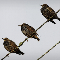 Buy canvas prints of STARLING TRIO by Anthony R Dudley (LRPS)