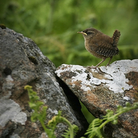 Buy canvas prints of YOUNG WREN by Anthony R Dudley (LRPS)