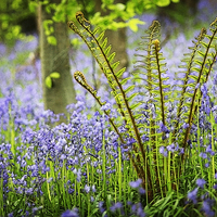 Buy canvas prints of BLUEBELLS AND FERN by Anthony R Dudley (LRPS)