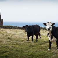 Buy canvas prints of CORNISH TIN MINE AND COWS by Anthony R Dudley (LRPS)