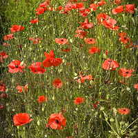 Buy canvas prints of POPPY FIELD by Anthony R Dudley (LRPS)