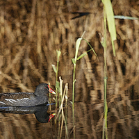 Buy canvas prints of MOORHEN by Anthony R Dudley (LRPS)
