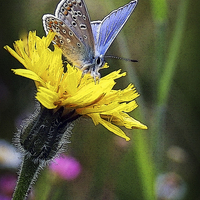 Buy canvas prints of COMMON BLUE BUTTERFLY by Anthony R Dudley (LRPS)