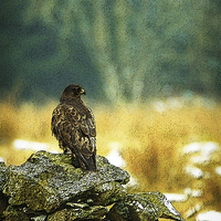 Buy canvas prints of WINTER BUZZARD by Anthony R Dudley (LRPS)
