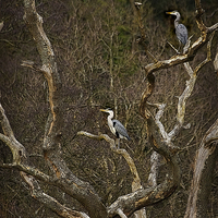 Buy canvas prints of GREY HERON LOOKOUT by Anthony R Dudley (LRPS)