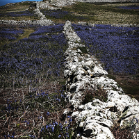 Buy canvas prints of SKOMER BLUEBELLS by Anthony R Dudley (LRPS)