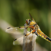 Buy canvas prints of FOUR - SPOTTED CHASER by Anthony R Dudley (LRPS)