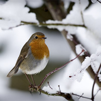 Buy canvas prints of ROBIN IN THE SNOW by Anthony R Dudley (LRPS)