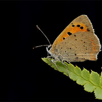 Buy canvas prints of SMALL COPPER by Anthony R Dudley (LRPS)