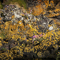 Buy canvas prints of SEA CLIFF AND LICHEN by Anthony R Dudley (LRPS)