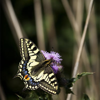 Buy canvas prints of SWALLOWTAIL BUTTERFLY by Anthony R Dudley (LRPS)