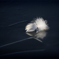 Buy canvas prints of SWAN FEATHER ON ICE by Anthony R Dudley (LRPS)