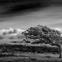 Buy canvas prints of LONE BLACKTHORN by Anthony R Dudley (LRPS)