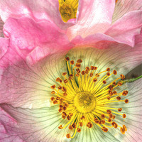 Buy canvas prints of Wild Roses by stephen walton