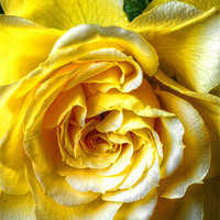 Buy canvas prints of The Yellow Rose by stephen walton