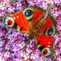 Buy canvas prints of The Peacock Butterfly by stephen walton