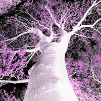 Buy canvas prints of Psychedelic Tree by stephen walton