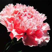 Buy canvas prints of The Pink Carnation by stephen walton