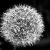 Buy canvas prints of Dandelion Seeds in Black and White by stephen walton