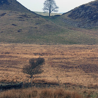 Buy canvas prints of Sycamore Gap, Northumberland by Howard Corlett