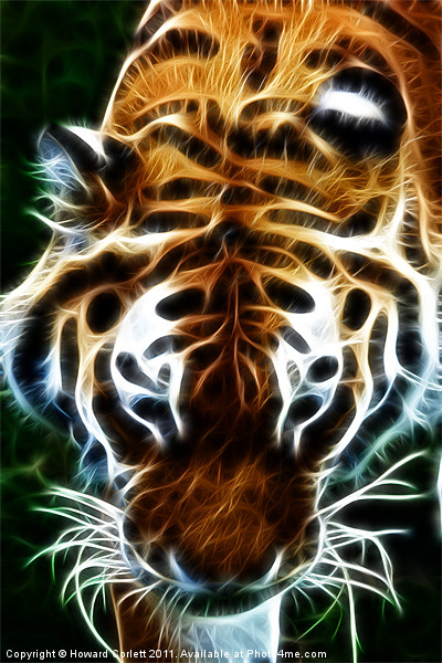 Tiger, tiger, burning bright Picture Board by Howard Corlett