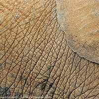 Buy canvas prints of Elephant abstract by Howard Corlett
