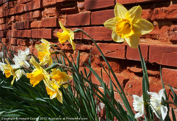 Wall of daffodils Picture Board by Howard Corlett