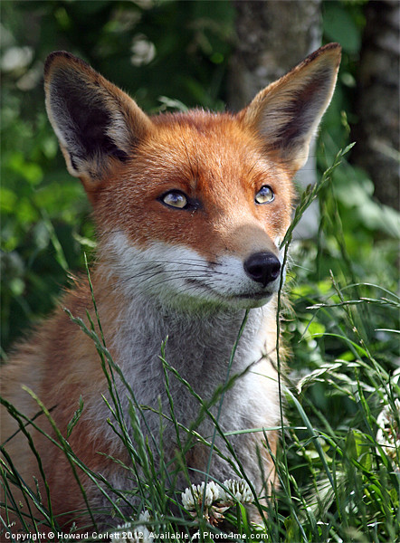 Red fox Picture Board by Howard Corlett