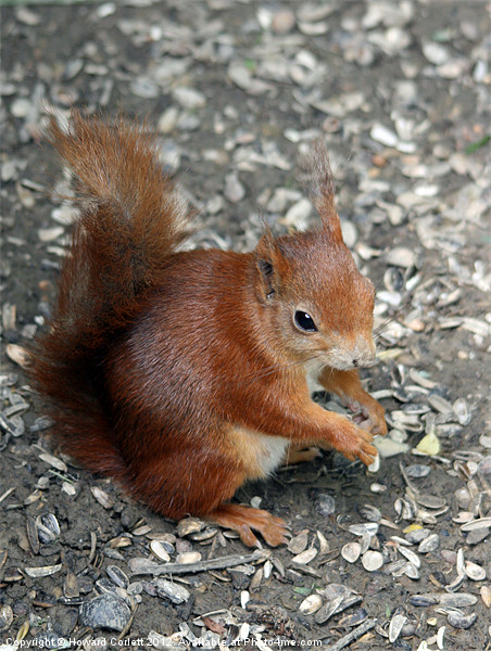 Red squirrel Picture Board by Howard Corlett