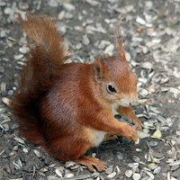 Buy canvas prints of Red squirrel by Howard Corlett