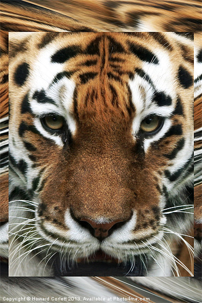 Tiger Abstract Picture Board by Howard Corlett