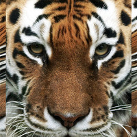 Buy canvas prints of Tiger Abstract by Howard Corlett