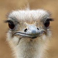 Buy canvas prints of Ostrich by Howard Corlett