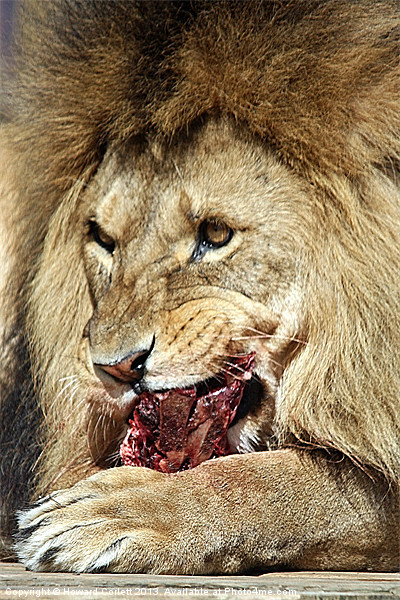 Lion feast Picture Board by Howard Corlett