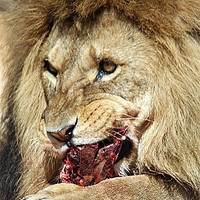 Buy canvas prints of Lion feast by Howard Corlett